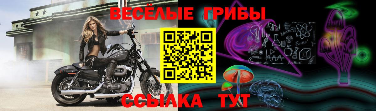 Баксан  Галлюциногенные грибы Cubensis  наркота  Вход с VPN 